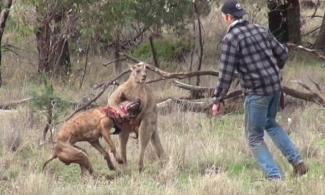 «Παίζει» μπουνιές με καγκουρό για να σώσει τον σκύλο του!