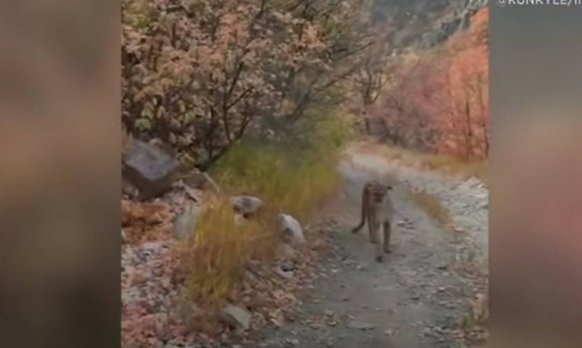 Πούμα καταδιώκει άντρα: Γλίτωσε από θαύμα! (video)