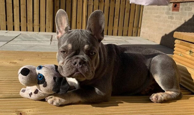 Ο σκύλος τη ρεζίλεψε σε όλη τη γειτονιά: Βρήκε τον δονητή της και τον έκανε βόλτες! (pics)