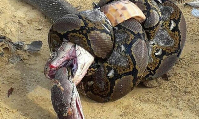 Βασιλική κόμπρα τσακίζει με μία κίνηση τον πύθωνα (vid)