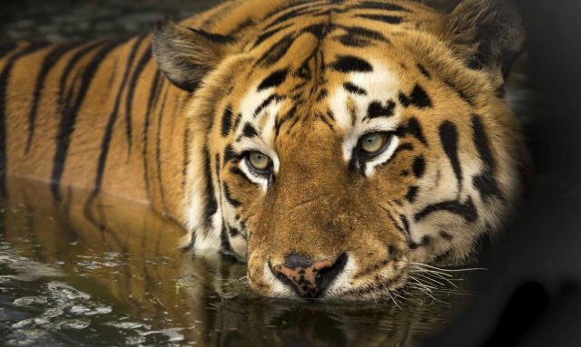 Απίστευτες εικόνες: Κοριτσάκι βγάζει βόλτα… την τίγρη της 