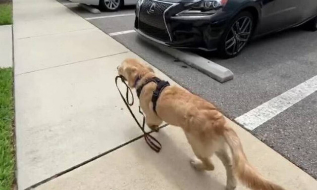 Ο σκύλος πιάνει το λουρί και η συνέχεια είναι σκέτη απόλαυση!