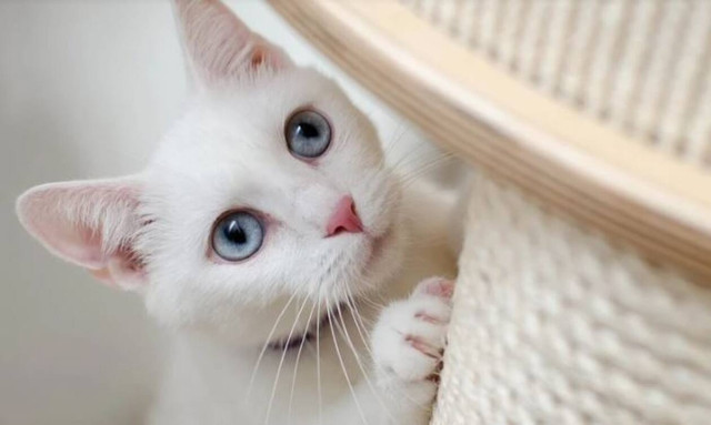 Supreme Court prosecutor issues memo on animal abusers to public prosecutors