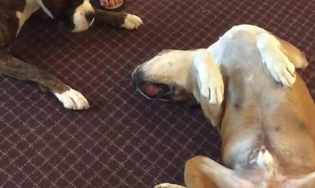 Σκυλάκος το παίζει «ψόφιος» και ο φίλος του… τρελαίνεται!