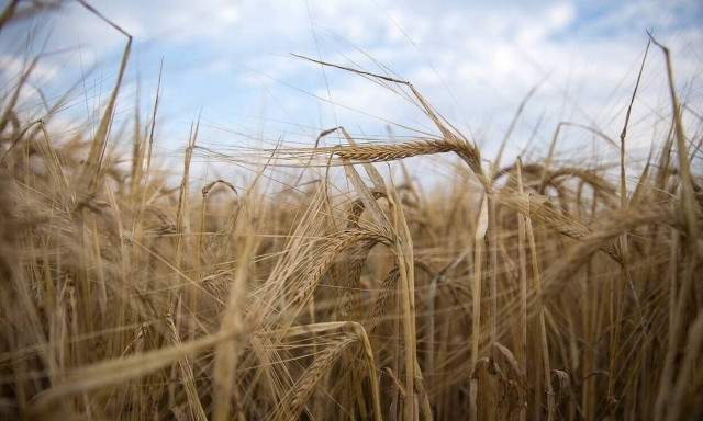 ΟΠΕΚΕΠΕ: Αυτή είναι η τελική ημερομηνία της πληρωμής για τις αγροτικές επιδοτήσεις 