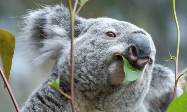 Διάσημος τενίστας υιοθέτησε ένα κοάλα! (vid+pics)