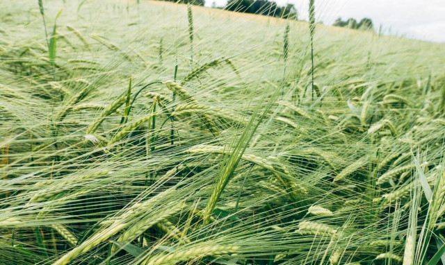 ΟΠΕΚΕΠΕ: Καταβλήθηκαν οι αγροτικές επιδοτήσεις - Δείτε ποιοι θα δουν χρήματα στους λογαρισμούς τους