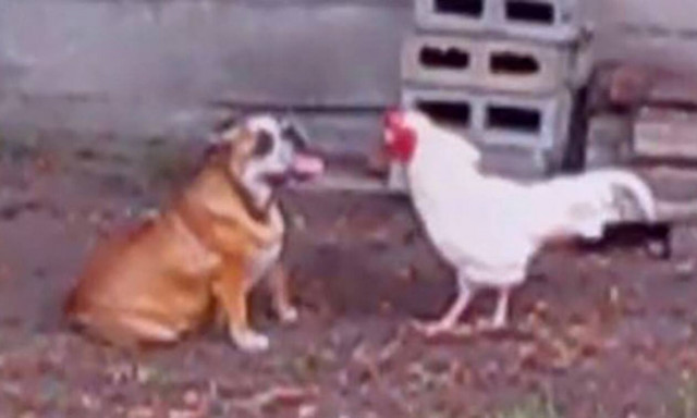 Σκύλος γαβγίζει σε πετεινό, αλλά ο πετεινός δεν… χαμπαριάζει!