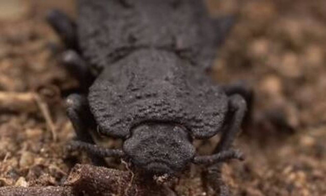 Αυτό είναι το «διαβολικό σκαθάρι» που επιβιώνει ακόμη κι αν το πατήσει αυτοκίνητο (vid)