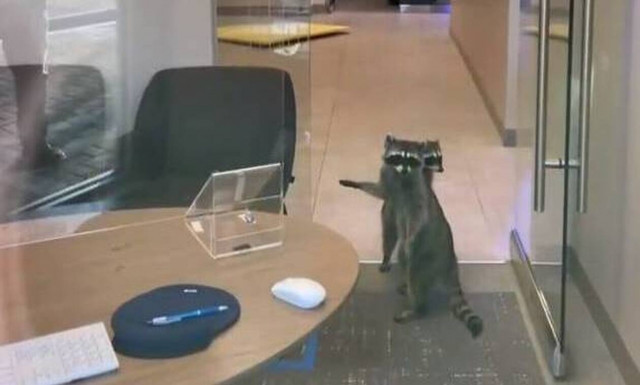 Εισβολή ρακούν σε τράπεζα! (video)