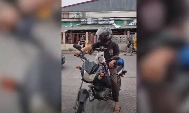 Απίθανος σκύλος, φοράει αυτοσχέδια μάσκα για τον κορονοϊό!