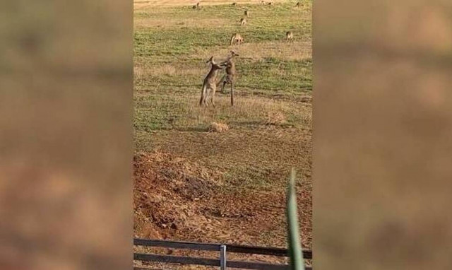 Καγκουρό παίζουν... μπουνιές σε φάρμα! (video)