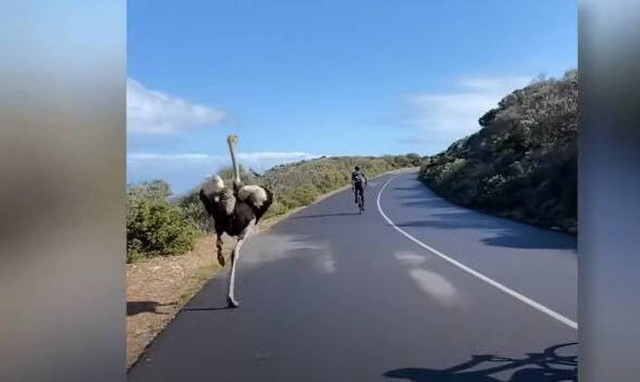 Στρουθοκάμηλος vs ποδηλάτες: Δείτε ποιος νίκησε! (video)
