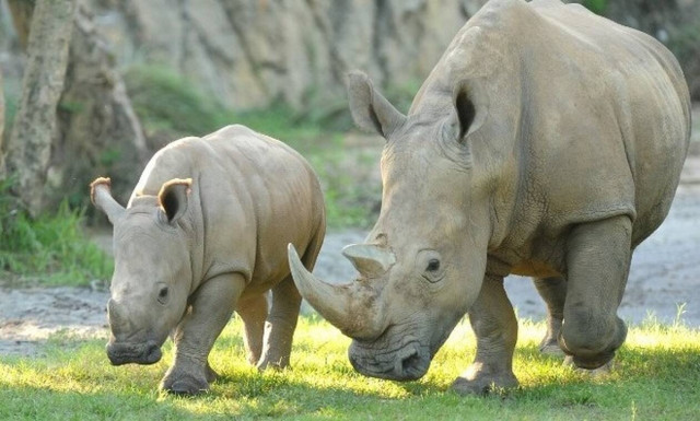 Λευκός ρινόκερος γεννήθηκε στο θεματικό πάρκο Disney Animal Kingdom (pics)