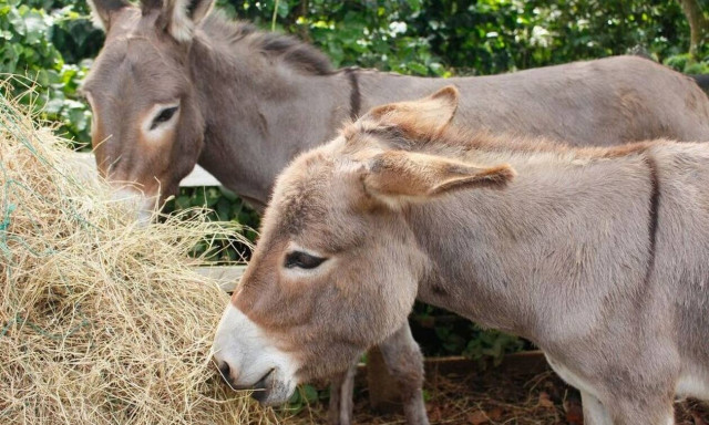 Συναγερμός: Εντοπίστηκαν παράσιτα σε γαϊδούρια που απειλούν την ανθρωπότητα