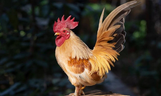 Κόκορας δολοφόνησε αστυνομικό κατά τη διάρκεια επιχείρησης!