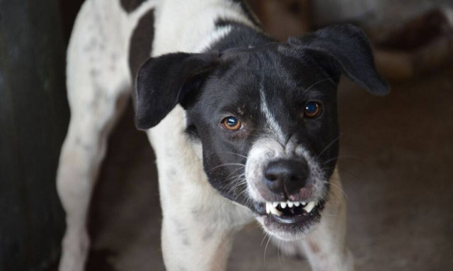 Τραγωδία: Σκύλος κατασπάραξε 3χρονο κωφάλαλο αγόρι