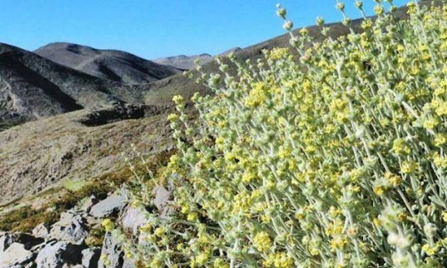 Κρητικά βότανα που βοηθούν για 7 καθημερινά προβλήματα