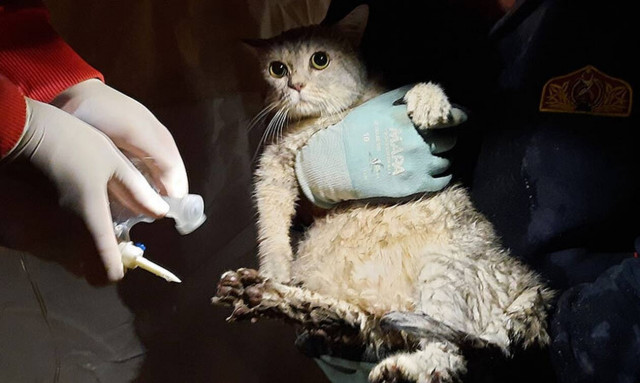 Σεισμός-Τουρκία: Συγκινητική διάσωση γάτας μετά από 32 ώρες