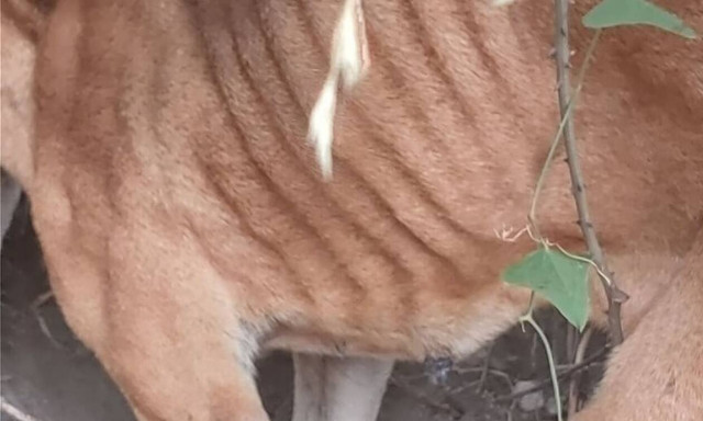 Κερατέα: Εικόνες - σοκ με κρεμασμένο σκυλί