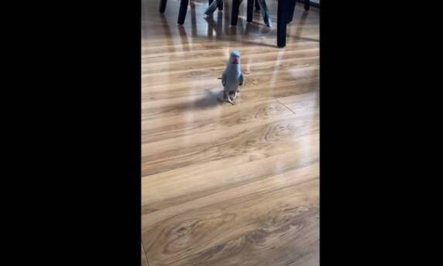 Παπαγάλος έτοιμος για το Next Top Model! (video)