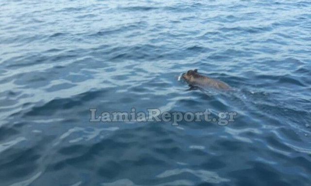Φθιώτιδα: Αγριογούρουνο βγήκε για... κολύμπι - Απίστευτο θέαμα (video)