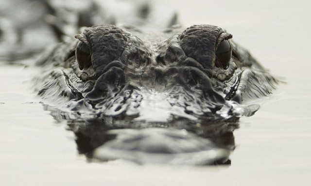 Ατρόμητοι ψαράδες – Αλιεύουν δίπλα σε δεκάδες πεινασμένους αλιγάτορες! (video)