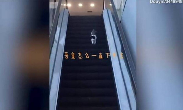 Απίθανη γάτα: Παλεύει να κατέβει τις κυλιόμενες σκάλες ανάποδα! (video)