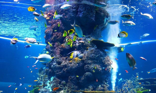 Η γυναίκα που θέλει να σώσει τα κοράλλια