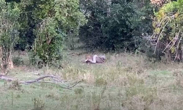 Επική μάχη: Πύθωνας και λεοπάρδαλη παλεύουν για την επιβίωση! (video)