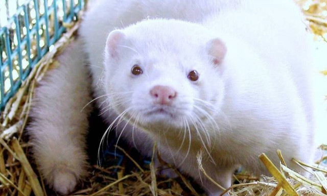 Κορονοϊός: Εντοπίστηκε μεταλλαγμένος ιός σε ανθρώπους - Σφαγιάζονται 15 εκατ. βιζόν