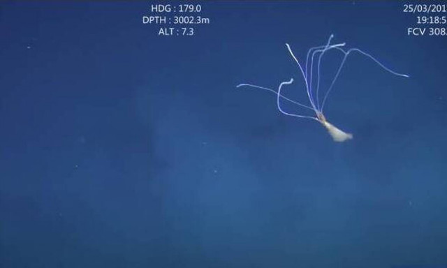 Καλαμάρι με πλοκάμια 8 μέτρων! - Το ανακάλυψαν στην άβυσσο (video)