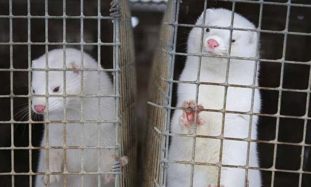 Κορονοϊός - Δανία: Εμβόλιο αποδείχθηκε αποτελεσματικό στο μεταλλαγμένο στέλεχος που βρέθηκε σε βιζόν