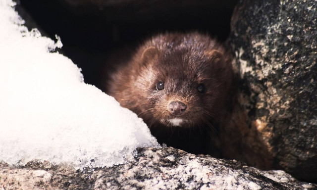 Καστοριά: Δέκα κρούσματα κορονοϊού σε εργαζόμενους σε φάρμες βιζόν