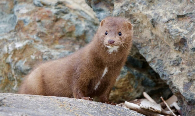 Κορονοϊός: Θετικά όλα τα βιζόν στην Κοζάνη - Πιθανότατα θα θανατωθούν