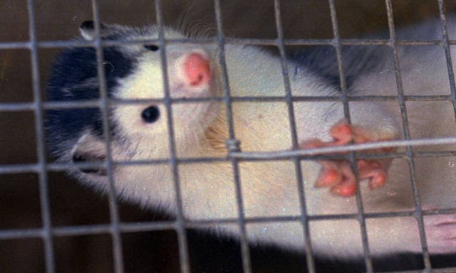 Κορονοϊός: Το Σάββατο θα θανατωθούν 2.500 βιζόν στην Ελλάδα