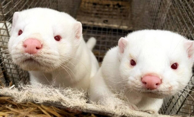 Κορονοϊός: Συμφωνία για rapid test σε εργαζόμενους μονάδων μινκ 