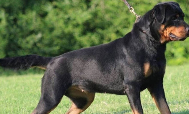 Κρήτη: Νέα κτηνωδία στο Ηράκλειο – Πυροβόλησαν σκύλο