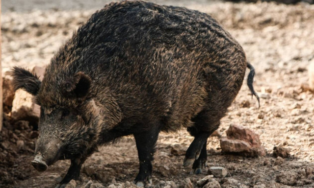 Lockdown: Οργιάζει το παράνομο κυνήγι στα Καλάβρυτα! Ανέβασαν τα... αγριογούρουνα στο Facebook