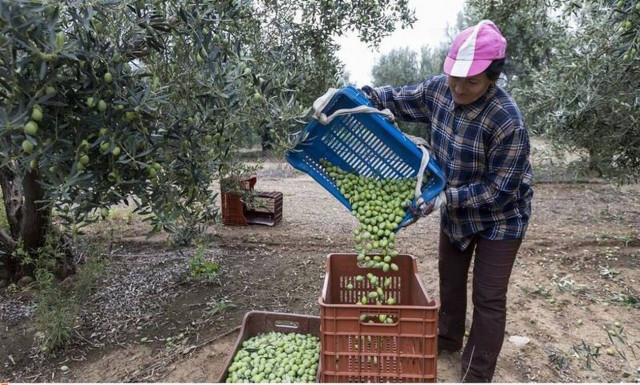 Κορονοϊός - Κρούσματα: Πώς η συγκομιδή της ελιάς προκάλεσε εκθετική αύξηση σε 4 νομούς 