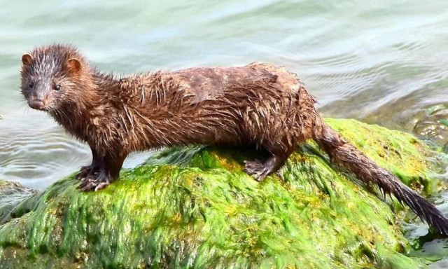 Κορονοϊός: Θανατώνονται 2.500 βιζόν στην Κοζάνη