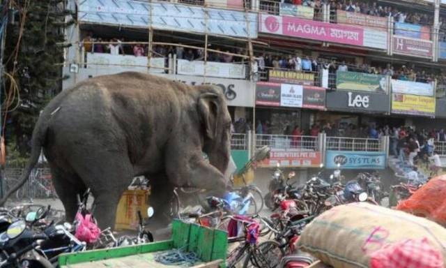 Ελέφαντας παθαίνει αμόκ και διαλύει ό,τι βρίσκει μπροστά του!
