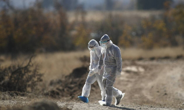 Σκληρές εικόνες: Ευθανασία σε 1.800 μινκ με κορονοϊό - Συναγερμός για άλλες 4 φόρμες στην Κοζάνη