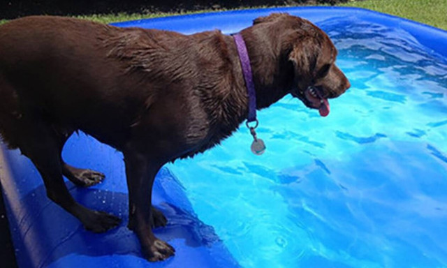 Σκύλος παθαίνει παράκρουση όταν του λένε να βουτήξει στην πισίνα!