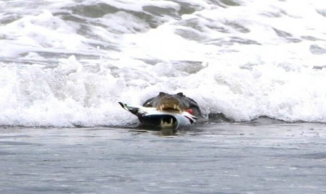 Σκληρές εικόνες: Κροκόδειλος τσακίζει δηλητηριώδες σαλάχι! 