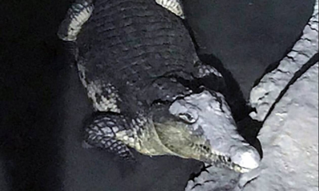 Βρήκε έναν κροκόδειλο στο γκαράζ του! - Η τρομακτική στιγμή (video)