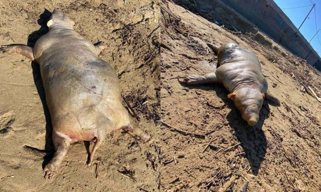 Κρήτη: Λύση στο «μυστήριο» με το απόκοσμο ζώο - Δεν ήταν… εξωγήινο πλάσμα