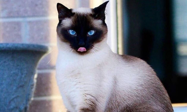 Να γιατί οι γάτες είναι τα καλύτερα κατοικίδια (pics)