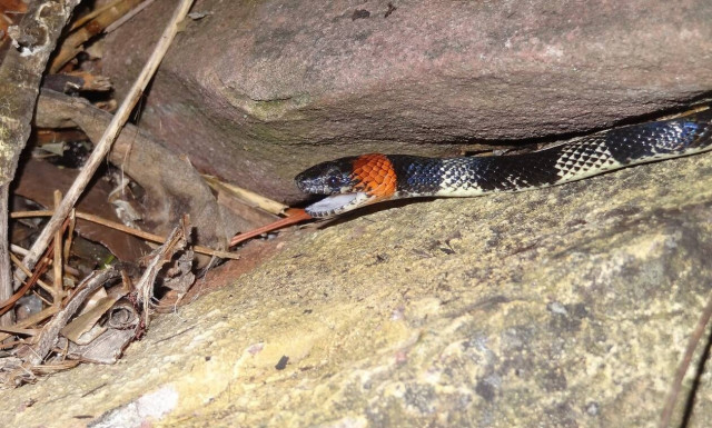 Γλίτωσε από κορονοϊό, μαλάρια και δάγκειο πυρετό και τυφλώθηκε από δάγκωμα κόμπρας (vid)