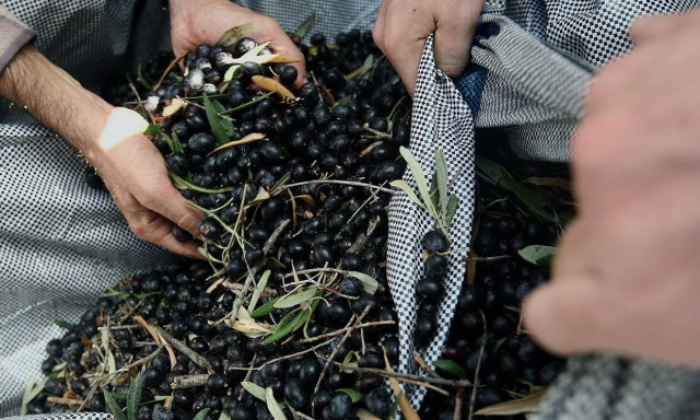 ΥΠΑΑΤ: Συνεχίζονται οι αιτήσεις για ενισχύσεις 126 εκατ. ευρώ προς τους ελαιοπαραγωγούς